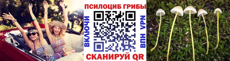 Купить где  Никольское  Псилоцибиновые грибы Psilocybe 